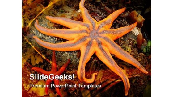 Northern Starfish Animals PowerPoint Templates And PowerPoint Backgrounds 0511