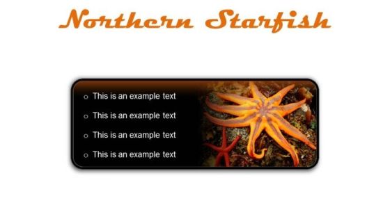Northern Starfish Beach PowerPoint Presentation Slides R Northern Starfish Beach PowerPoint Presentation Slides R