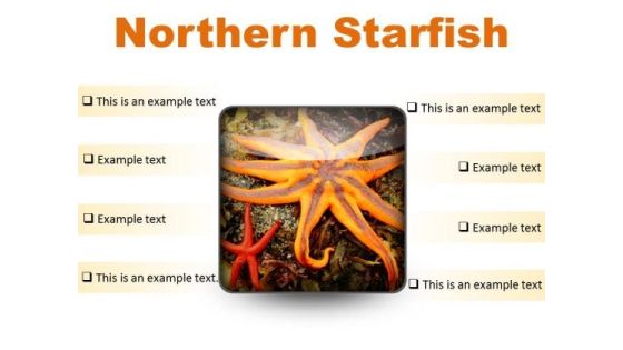 Northern Starfish Beach PowerPoint Presentation Slides S Northern Starfish Beach PowerPoint Presentation Slides S