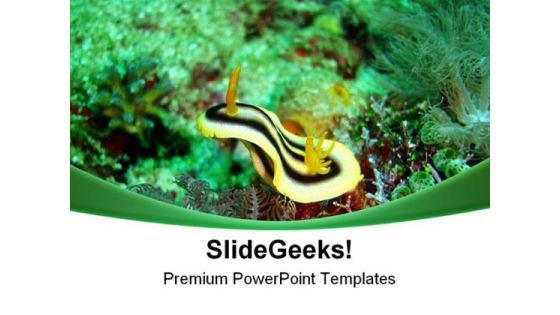 Nudibranch Underwater Animals PowerPoint Templates And PowerPoint Backgrounds 0611 Nudibranch Underwater Animals PowerPoint Templates And PowerPoint Backgrounds 0611