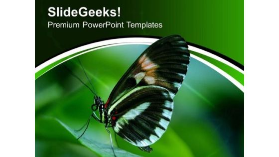 Papilio Swallow Tail Butterfly PowerPoint Templates Ppt Backgrounds For Slides 0513 Papilio Swallow Tail Butterfly PowerPoint Templates Ppt Backgrounds For Slides 0513