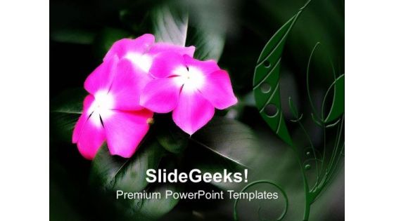 Pink Flower Nature Beauty PowerPoint Templates Ppt Backgrounds For Slides 0513 Pink Flower Nature Beauty PowerPoint Templates Ppt Backgrounds For Slides 0513