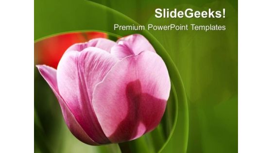 Pink Tulip With Green Background PowerPoint Templates Ppt Backgrounds For Slides 0713