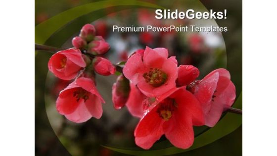 Pomegranate Flowers Beauty PowerPoint Templates And PowerPoint Backgrounds 0211