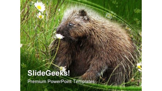 Porcupine Animals PowerPoint Themes And PowerPoint Slides 0211 Porcupine Animals PowerPoint Themes And PowerPoint Slides 0211