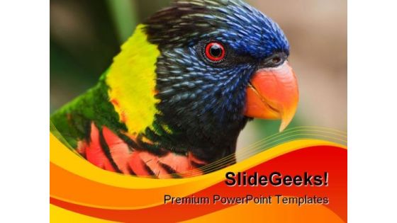 Rainbow Lorikeet Animals PowerPoint Templates And PowerPoint Backgrounds 0111 Rainbow Lorikeet Animals PowerPoint Templates And PowerPoint Backgrounds 0111