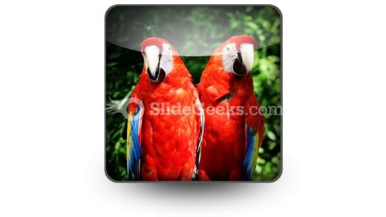 Red Parrots PowerPoint Icon S Red Parrots PowerPoint Icon S