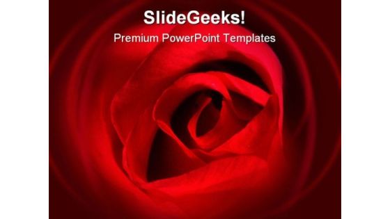 Red Rose Beauty PowerPoint Backgrounds And Templates 0111 Red Rose Beauty PowerPoint Backgrounds And Templates 0111