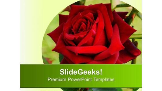 Red Rose With Background PowerPoint Templates Ppt Backgrounds For Slides 0613 Red Rose With Background PowerPoint Templates Ppt Backgrounds For Slides 0613