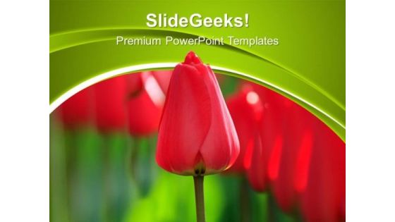 Red Tulips Beauty Nature PowerPoint Templates Ppt Backgrounds For Slides 0213 Red Tulips Beauty Nature PowerPoint Templates Ppt Backgrounds For Slides 0213