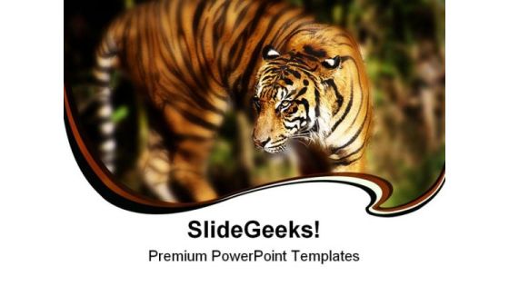 Siberian Tiger Animals PowerPoint Themes And PowerPoint Slides 0211 Siberian Tiger Animals PowerPoint Themes And PowerPoint Slides 0211