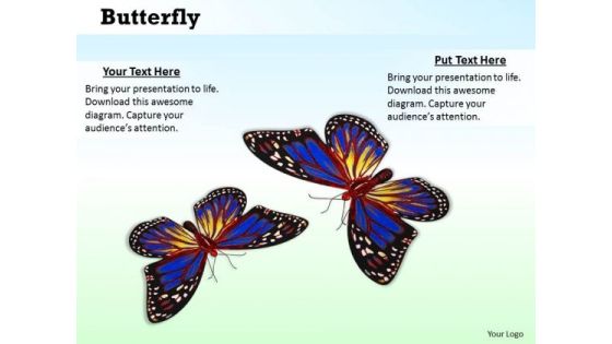 Stock Photo Butterflies With Bright Colors PowerPoint Slide Stock Photo Butterflies With Bright Colors PowerPoint Slide