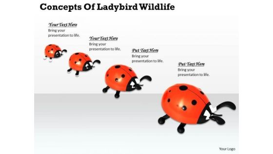 Stock Photo Concepts Of Ladybird Wildlife PowerPoint Template Stock Photo Concepts Of Ladybird Wildlife PowerPoint Template