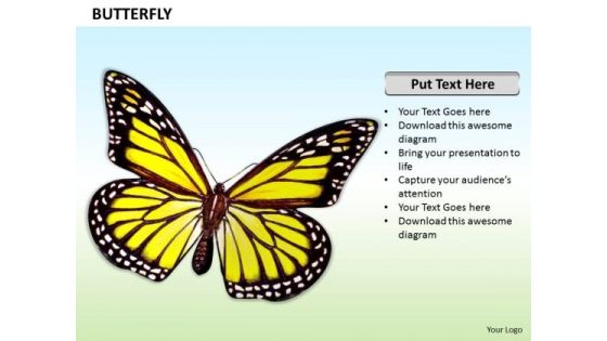 Stock Photo Illustration Of Beautiful Butterfly PowerPoint Slide Stock Photo Illustration Of Beautiful Butterfly PowerPoint Slide
