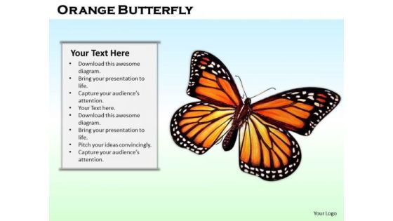 Stock Photo Orange Butterfly On Blue Background PowerPoint Slide Stock Photo Orange Butterfly On Blue Background PowerPoint Slide