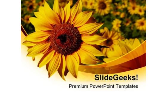 Sunflower01 Nature PowerPoint Templates And PowerPoint Backgrounds 0211