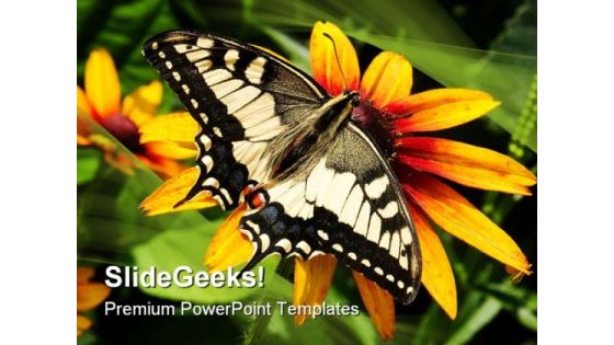 Swallowtail Butterfly Animals PowerPoint Templates And PowerPoint Backgrounds 0111 Swallowtail Butterfly Animals PowerPoint Templates And PowerPoint Backgrounds 0111