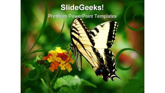 Swallowtail Butterfly Animals PowerPoint Templates And PowerPoint Backgrounds 0211