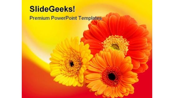 Three Daisies Beauty PowerPoint Templates And PowerPoint Backgrounds 0311 Three Daisies Beauty PowerPoint Templates And PowerPoint Backgrounds 0311