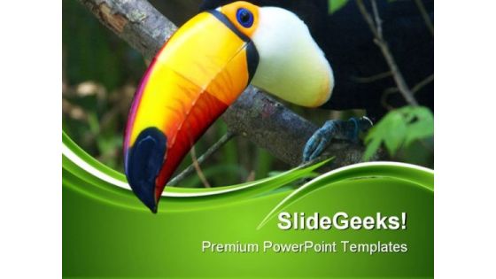 Toucan Animals PowerPoint Templates And PowerPoint Backgrounds 0511 Toucan Animals PowerPoint Templates And PowerPoint Backgrounds 0511
