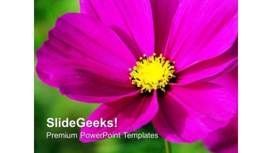 Vibrant Pink Flower Over Green Background PowerPoint Templates Ppt Backgrounds For Slides 1212