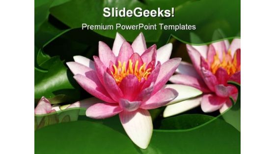 Water Lily Beauty PowerPoint Template 1110 Water Lily Beauty PowerPoint Template 1110