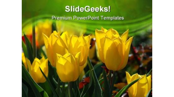 Yellow Tulips Beauty PowerPoint Templates And PowerPoint Backgrounds 0311 Yellow Tulips Beauty PowerPoint Templates And PowerPoint Backgrounds 0311